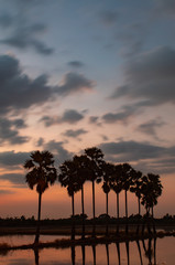 Fototapeta na wymiar Palm trees at the ridge rice by beautiful and Sunset light.