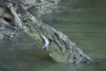 Wild american crocodile (Crocodylus acutus) eating fish in Florida