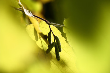 Indian summer. Filbert fragment./In sunny autumn day a hazel grove branch with bright yellow foliage and young ear rings in the form of an abstract picture.