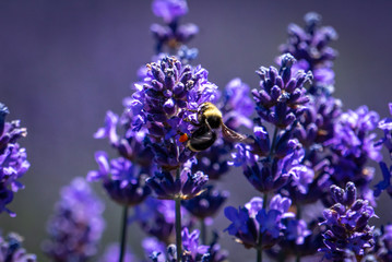 Close up of a bumble bee  loaded down with pollen on lavender flowers on a sunny summer day.