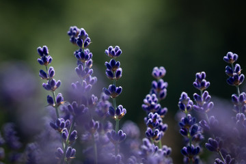 Close up of lavender flowers with dark green trees in the background.