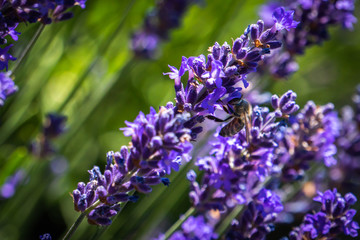 Close up of honeybee on lavender flowers on a sunny summer day.