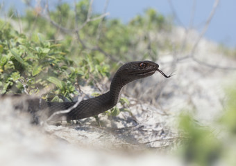 Wild eastern coachwhip (Masticophis flagellum) snake in Florida