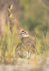 Wild Wilsons Plover (Charadrius wilsonia) among grass in FLorida
