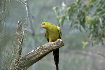 regent parrot male