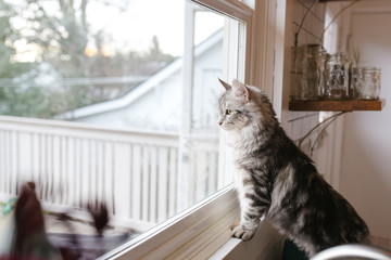 Siberian cat looking out the window