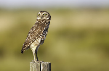 Wild burrowing owl (Athene cunicularia) in Florida