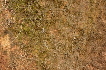 Green moss on soil texture and background