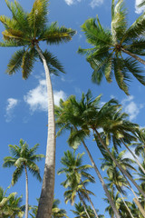 Obraz na płótnie Canvas Palm trees from below on a blue sky