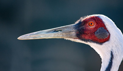 bird with long beak side profile