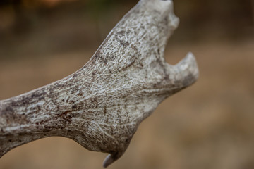 deer antler close up