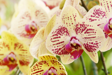 Beautiful Blooming Pink Yellow Phalaenopsis Orchid Flowers in the Garden