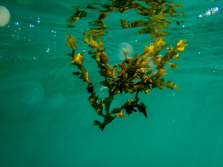 Fototapeta na wymiar algae underwater