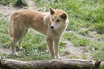 Naklejka na ściany i meble golden dingo