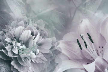 Floral background of  lily and peony.  Flowers close-up on a  light pink-turquoise  background....