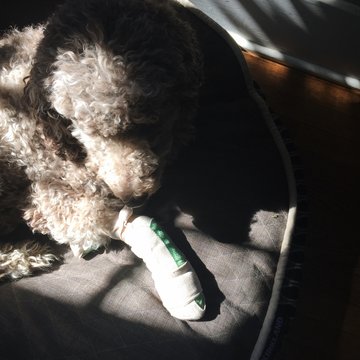 Poodle in a Cast
