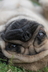 Mirada mascota pug