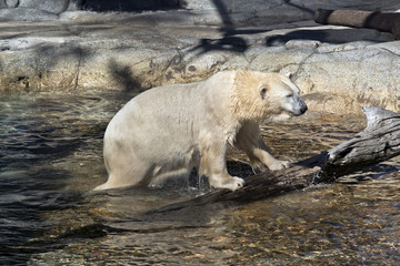 Fototapeta premium polar bear