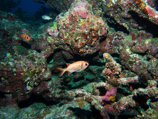 Fototapeta na wymiar 沖縄の魚