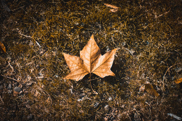 Hoja de otoño marrón