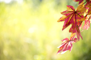  Red maple leaf background