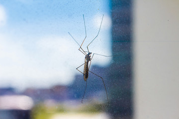 Mosquito Crane Fly on window screen close-up