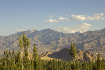 a forest near desert mountains with snowy peaks