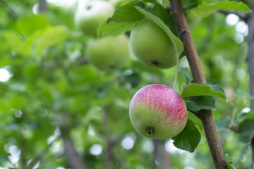 red and green apples on branch