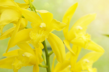 Obraz premium Beautiful Blooming Yellow Orchid Flowers on Blurred Natural Green Background