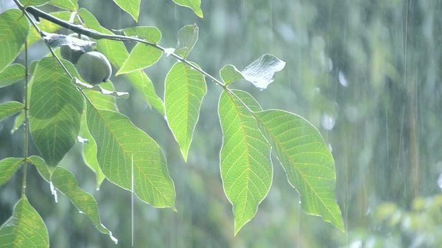 Heavy rain shower downpour cloudburst rainfall comes in daytime. Rain drops dripping on big green leaves and fetus of the tree Walnut close-up. Background concept rainy driving pouring rain with sound