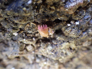 the creature stick on the rocky reef