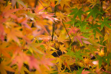 maple leaf, 紅葉