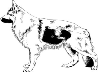 pedigree dog drawn in ink by hand