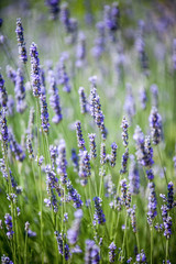 Naklejka premium Lavanda