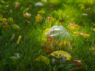 Autumn maple leaf closeup. There are many other autumn leaves on the green lawn
