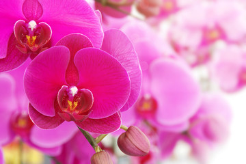 Fototapeta na wymiar Blooming Pink Phalaenopsis Orchid Flowers on Natural Blurred Background with Copy Space