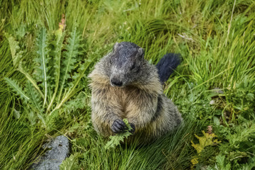 Marmot on the grass near Grossglockner High Alpine Road In Austria