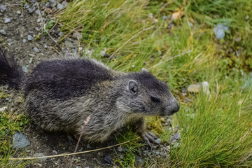 Marmot on the grass near Grossglockner High Alpine Road In Austria