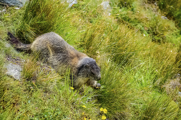 Fototapeta premium Marmot on the grass near Grossglockner High Alpine Road In Austria