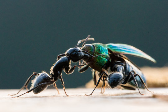 Macro image of ants eating a colourful beetle
