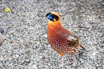 Pheasant Tragopan. This is an Asian bird of the pheasant family. The male has red plumage with gray and black-and-white spots.