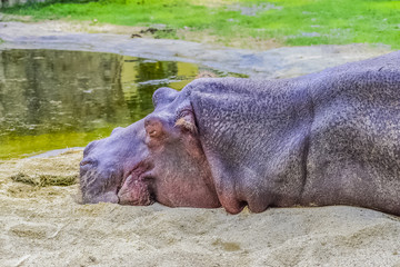 Sleeping hippopotamus at Schoenbrunn zoo in Vienna Austria