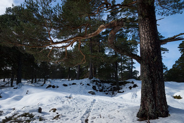 A Caledonian Pine Tree in Winter