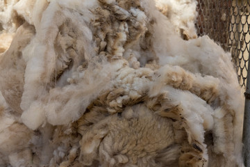 shorn fleece ready for classing