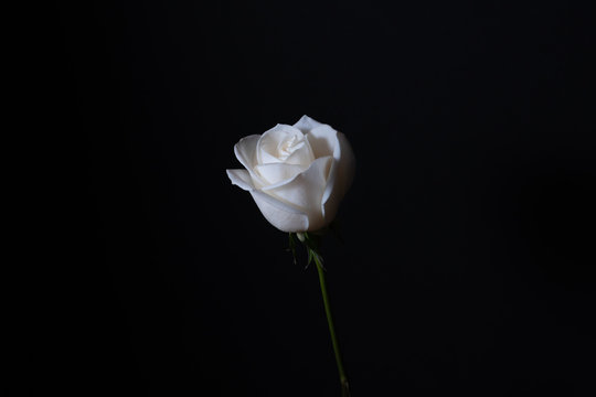 Single white rose with water droplets against a black background.