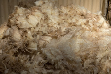 shorn fleece ready for classing