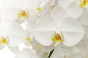 Fototapeta premium Kwitnąca Biała Phalaenopsis orchidea Kwitnie na Białym tle