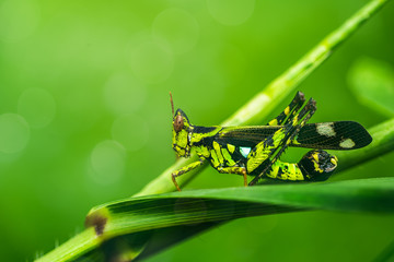 Grasshopper insects on the grass.