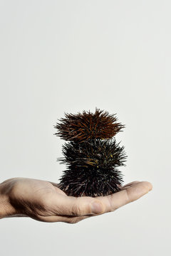 Sea urchin