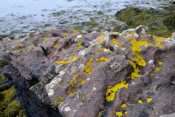 Lichen on rocks on the seashore on the Isle of Rum
